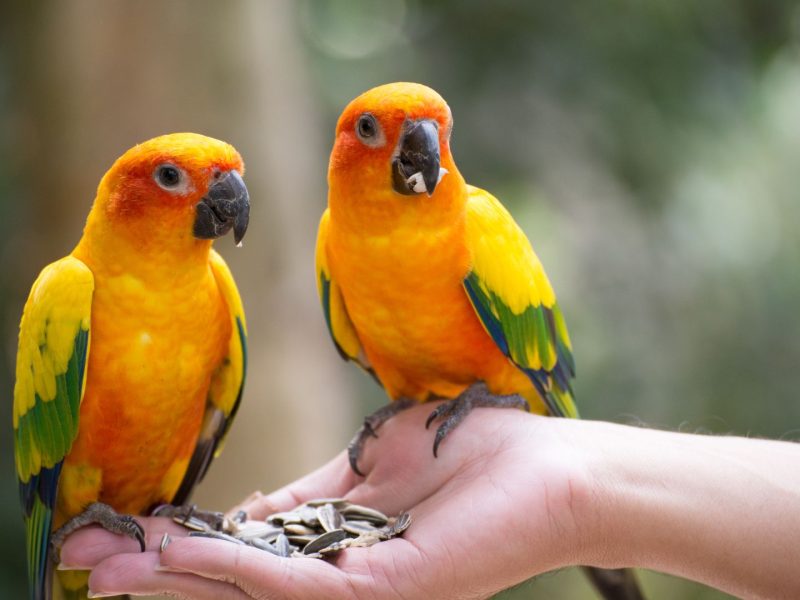 Health Risks of Keeping a Bird: What Every Bird Owner Should Know